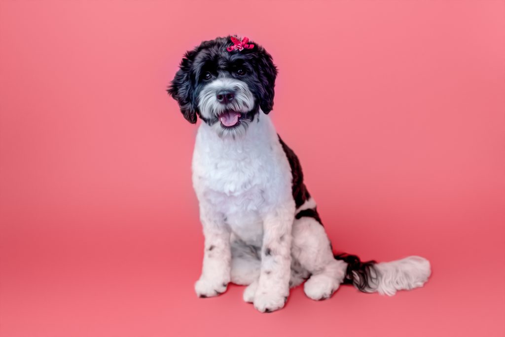 pet photos grand rapids