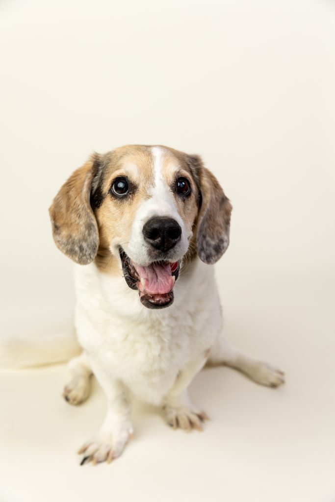 pet photographer lansing