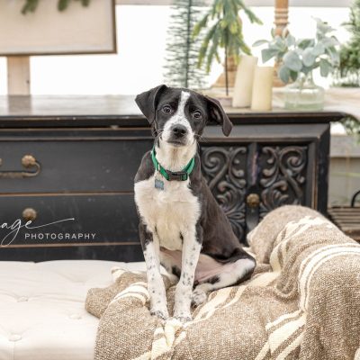 pet photographer lansing